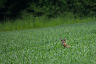 Bird on field