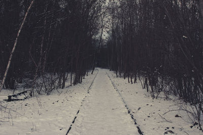 Bare trees in forest during winter