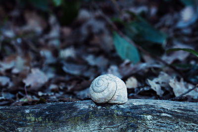 nature