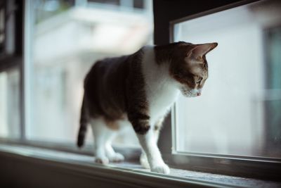 Cat looking through window at home