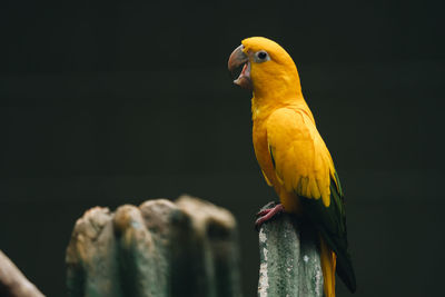 Close-up of parrot perching on a bird