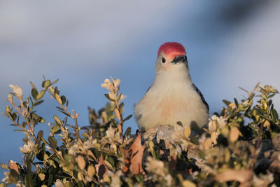 Close-up of bird perching on branch