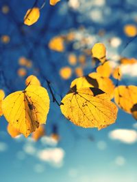 Close-up of yellow leaves against blurred background