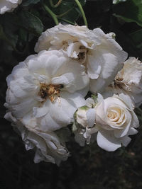 Close-up of white flowers
