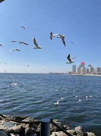 Seagulls flying over sea against clear sky