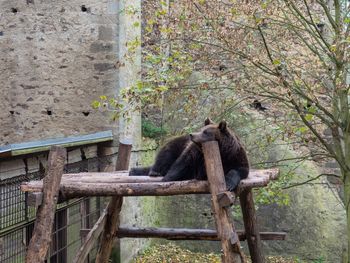 Monkey perching on tree