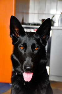 Portrait of black dog at home