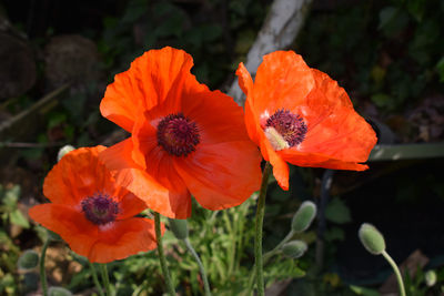 Close-up of orange poppy flowers