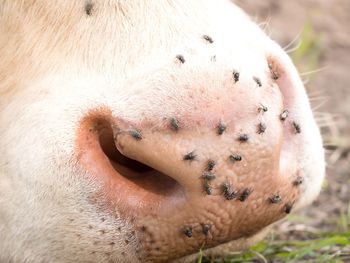 Detail of white cow muzzle. annoying flies sit or run on the cow skin. white cow grazing on meadow