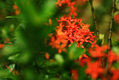 Close-up of red flowering plant