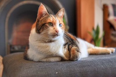 Close-up of a cat resting