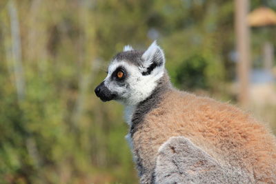 Lemur in relax