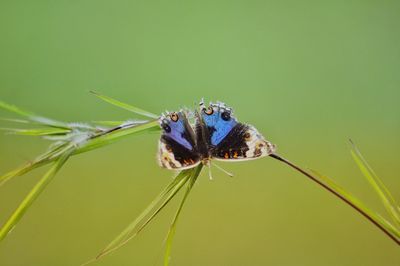 Close-up of butterfly on flower