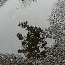 Reflection of trees in water