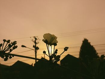 Low angle view of plants against sky