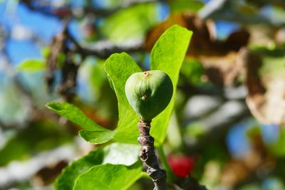 Close-up of fruit growing on tree