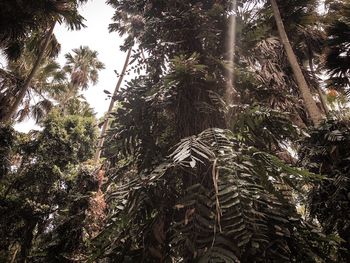 Low angle view of coconut palm trees