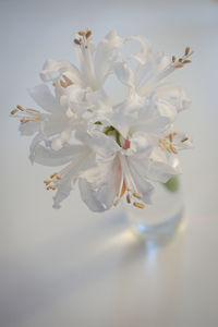 Close-up of white flowers on table