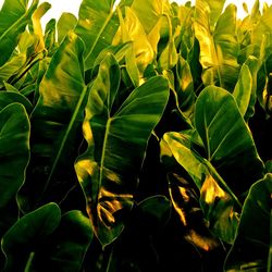 Close-up of yellow leaves