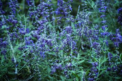 Close-up of purple flowering plants