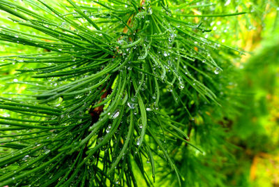 Close-up of raindrops on pine tree