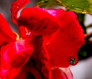 Close-up of pink flower