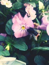 Close-up of pink flower