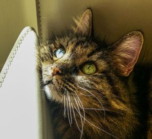 Close-up portrait of a cat