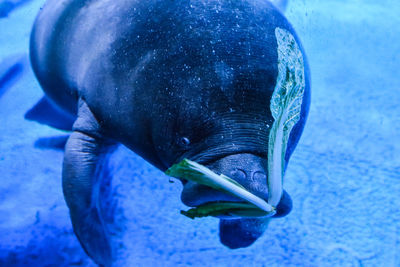 Manatee feeding on cabbage in aquarium