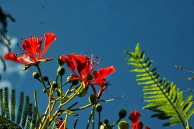 Close-up of orange flowers against clear blue sky