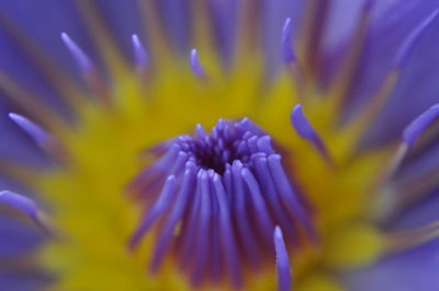 Close-up of passion flower