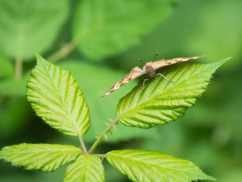 Close-up of insect on leaf