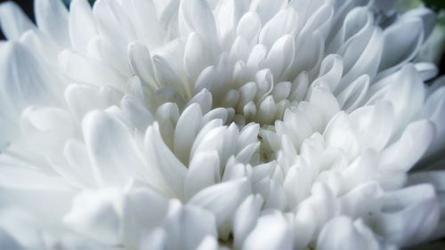 Close-up of white chrysanthemum blooming outdoors