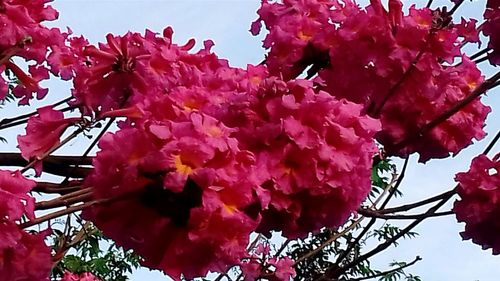 Low angle view of pink flowers blooming on tree