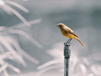 Close-up of bird perching on wooden post