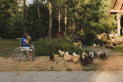 Girl photographing hens while sitting on wheelchair at farm