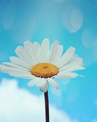 Close-up of white daisy flower