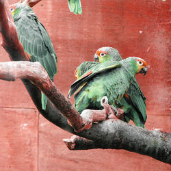 Close-up of parrot perching on tree