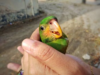 Close-up of hand holding a bird