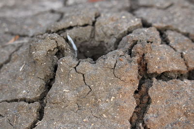 Close-up of lizard on sand