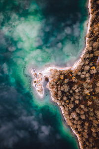 High angle view of coral underwater