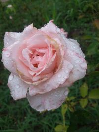 Close-up of wet pink rose