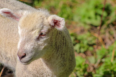 Close-up of a sheep