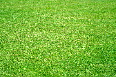 Full frame shot of grassy field