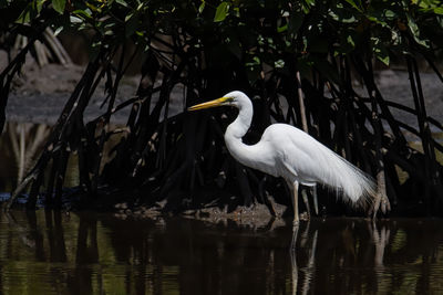 Bird on a lake