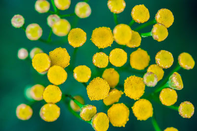 Close-up of yellow flowering plant