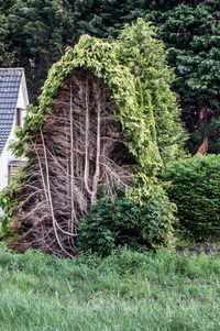 Plants growing on tree trunk