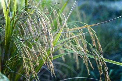 Close-up of stalks in field