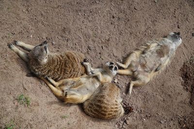 High angle view of meerkats resting on field