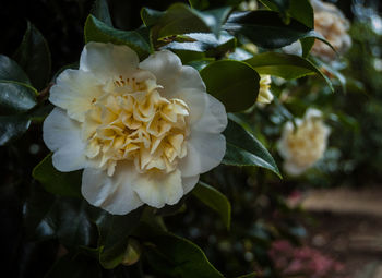 Close-up of yellow flower